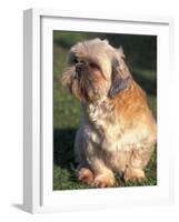 Shih Tzu Puppy Sitting on Grass-Adriano Bacchella-Framed Photographic Print