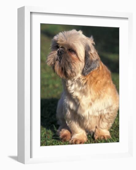 Shih Tzu Puppy Sitting on Grass-Adriano Bacchella-Framed Photographic Print