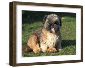 Shih Tzu Puppy Sitting on Grass-Adriano Bacchella-Framed Photographic Print