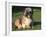 Shih Tzu Puppy Sitting on Grass-Adriano Bacchella-Framed Photographic Print