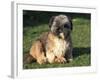 Shih Tzu Puppy Sitting on Grass-Adriano Bacchella-Framed Photographic Print