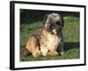 Shih Tzu Puppy Sitting on Grass-Adriano Bacchella-Framed Photographic Print