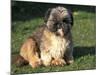 Shih Tzu Puppy Sitting on Grass-Adriano Bacchella-Mounted Photographic Print