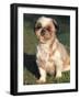 Shih Tzu Puppy Sitting on Grass-Adriano Bacchella-Framed Photographic Print