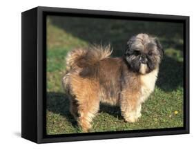 Shih Tzu Puppy Standing on Grass-Adriano Bacchella-Framed Stretched Canvas