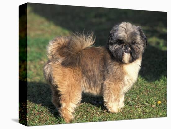 Shih Tzu Puppy Standing on Grass-Adriano Bacchella-Stretched Canvas