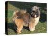 Shih Tzu Puppy Standing on Grass-Adriano Bacchella-Stretched Canvas