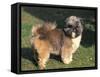 Shih Tzu Puppy Standing on Grass-Adriano Bacchella-Framed Stretched Canvas