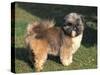 Shih Tzu Puppy Standing on Grass-Adriano Bacchella-Stretched Canvas