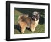 Shih Tzu Puppy Standing on Grass-Adriano Bacchella-Framed Premium Photographic Print