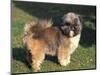 Shih Tzu Puppy Standing on Grass-Adriano Bacchella-Mounted Premium Photographic Print