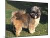 Shih Tzu Puppy Standing on Grass-Adriano Bacchella-Mounted Photographic Print