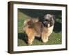 Shih Tzu Puppy Standing on Grass-Adriano Bacchella-Framed Photographic Print