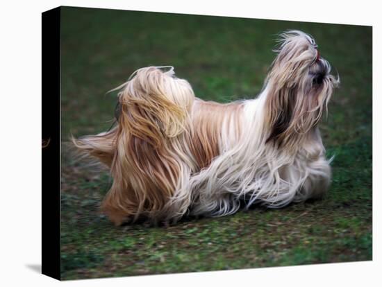 Shih Tzu Running-Adriano Bacchella-Stretched Canvas