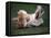 Shih Tzu Running-Adriano Bacchella-Framed Stretched Canvas