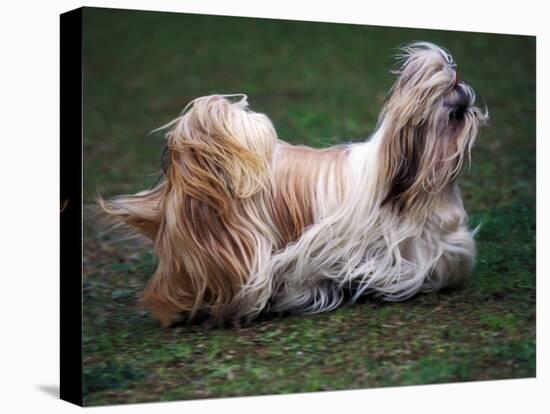 Shih Tzu Running-Adriano Bacchella-Stretched Canvas