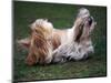 Shih Tzu Running-Adriano Bacchella-Mounted Premium Photographic Print