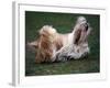 Shih Tzu Running-Adriano Bacchella-Framed Photographic Print