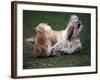 Shih Tzu Running-Adriano Bacchella-Framed Photographic Print