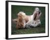 Shih Tzu Running-Adriano Bacchella-Framed Photographic Print