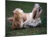 Shih Tzu Running-Adriano Bacchella-Mounted Photographic Print