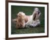 Shih Tzu Running-Adriano Bacchella-Framed Photographic Print