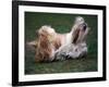 Shih Tzu Running-Adriano Bacchella-Framed Photographic Print