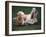 Shih Tzu Running-Adriano Bacchella-Framed Photographic Print