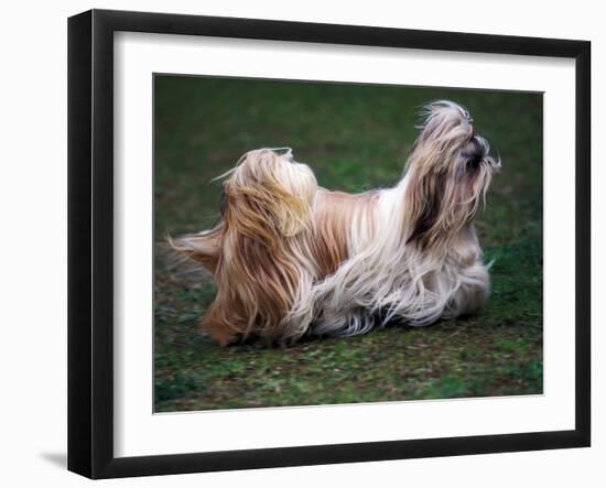 Shih Tzu Running-Adriano Bacchella-Framed Photographic Print