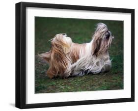 Shih Tzu Running-Adriano Bacchella-Framed Photographic Print