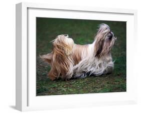 Shih Tzu Running-Adriano Bacchella-Framed Photographic Print