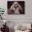 Shih Tzu with Blue Bow-Jai Johnson-Giclee Print displayed on a wall