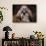 Shih Tzu with Blue Bow-Jai Johnson-Giclee Print displayed on a wall