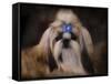 Shih Tzu with Blue Bow-Jai Johnson-Framed Stretched Canvas