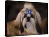 Shih Tzu with Blue Bow-Jai Johnson-Stretched Canvas