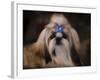 Shih Tzu with Blue Bow-Jai Johnson-Framed Giclee Print