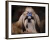 Shih Tzu with Blue Bow-Jai Johnson-Framed Giclee Print