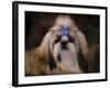 Shih Tzu with Blue Bow-Jai Johnson-Framed Giclee Print