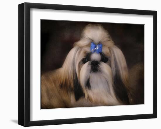 Shih Tzu with Blue Bow-Jai Johnson-Framed Giclee Print