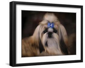 Shih Tzu with Blue Bow-Jai Johnson-Framed Giclee Print