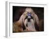 Shih Tzu with Blue Bow-Jai Johnson-Framed Giclee Print