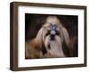 Shih Tzu with Blue Bow-Jai Johnson-Framed Giclee Print