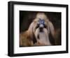 Shih Tzu with Blue Bow-Jai Johnson-Framed Giclee Print