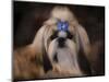 Shih Tzu with Blue Bow-Jai Johnson-Mounted Giclee Print