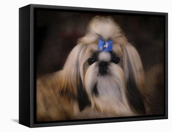 Shih Tzu with Blue Bow-Jai Johnson-Framed Stretched Canvas