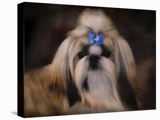 Shih Tzu with Blue Bow-Jai Johnson-Stretched Canvas