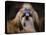 Shih Tzu with Blue Bow-Jai Johnson-Stretched Canvas