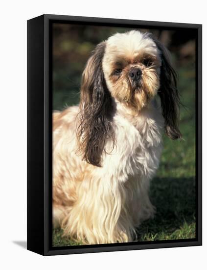 Shih Tzu with Facial Hair Cut Short-Adriano Bacchella-Framed Stretched Canvas