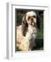 Shih Tzu with Facial Hair Cut Short-Adriano Bacchella-Framed Premium Photographic Print