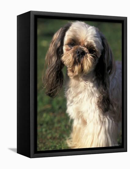 Shih Tzu with Facial Hair Cut Short-Adriano Bacchella-Framed Stretched Canvas